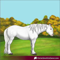 Horse Color:Silver Bay Dun Appaloosa 