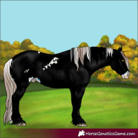 Horse Color:White Spotted Amber Champagne Fewspot 