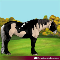 Horse Color:Bay Dun Splash Tobiano 