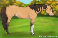 Horse Color:Buckskin Dun 
