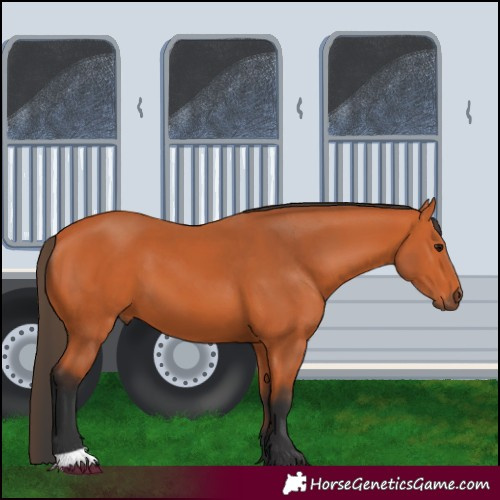 Horse Color:Bay 