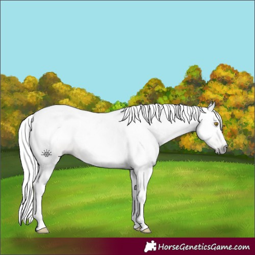 Horse Color:Gray Amber Champagne Tobiano