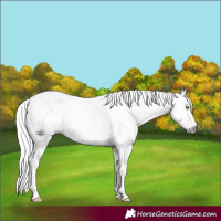 Horse Color:Gray Amber Champagne Tobiano