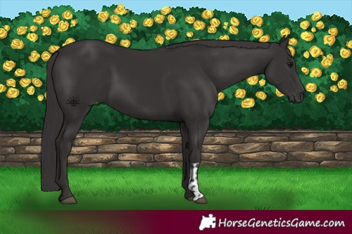 Horse Color:Smoky Black and Smoky Black