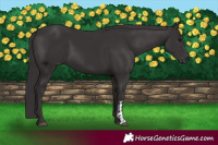 Horse Color:Smoky Black  and Smoky Black 