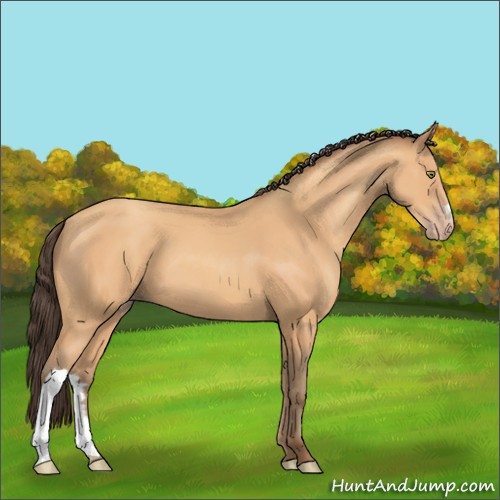 Horse Color:Amber Champagne