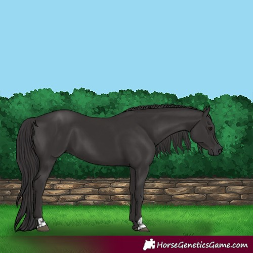 Horse Color:Smoky Black  and Smoky Black 