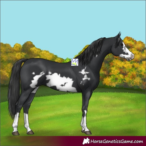 Horse Color:Black Frame 