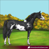 Horse Color:Black Frame 