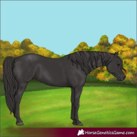 Horse Color:Smoky Black 
