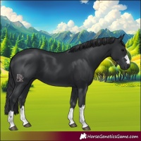 Horse Color:Black 