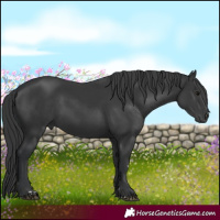 Horse Color:Black and Black Rabicano