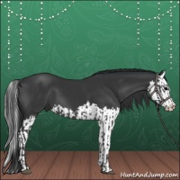 Horse Color:Black and Black Splash