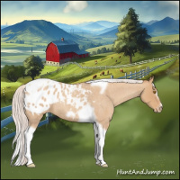 Horse Color:Silver Classic Champagne Roan Splash Tobiano Frame Appaloosa Rabicano 