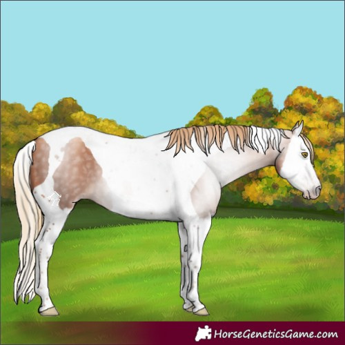 Horse Color:Gray Gold Champagne Splash Tobiano 
