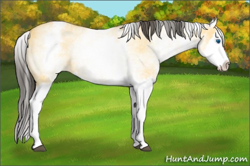 Horse Color:White Spotted Buckskin Dun Splash 