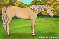 Horse Color:Palomino Dun 