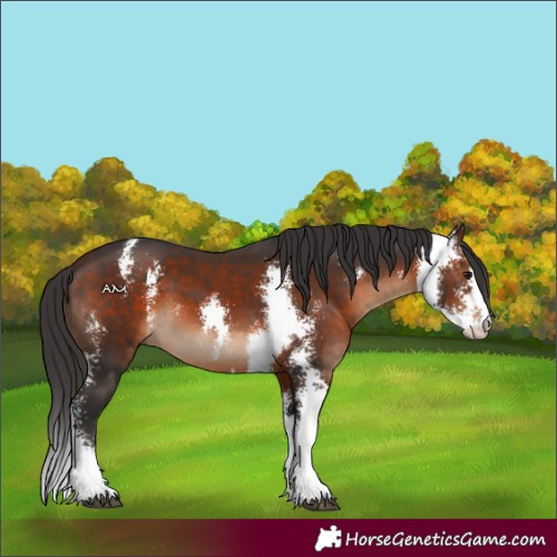 Horse Color:Brown Sabino 