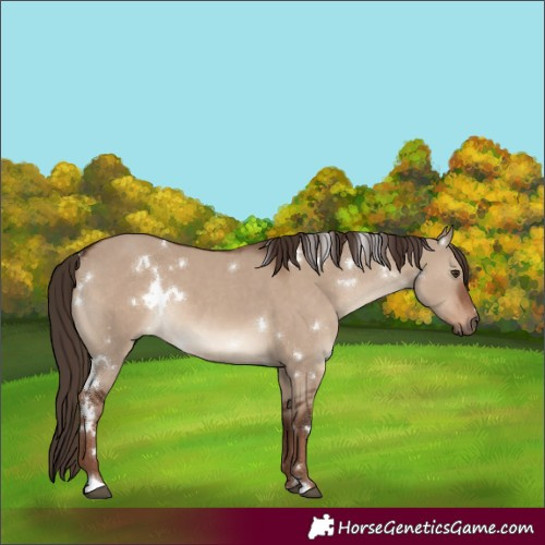 Horse Color:White Spotted Liver Red Dun 