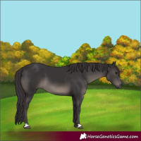Horse Color:Smoky Black Sabino 