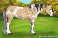 Horse Color:White Spotted Buckskin Dun Splash