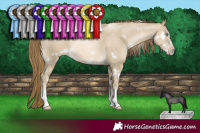 Horse Color:White Spotted Smoky Grullo Pearl Sabino Rabicano 
