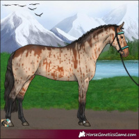 Horse Color:Bay Dun Brindle 