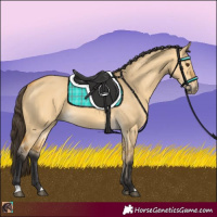 Horse Color:Buckskin Dun
