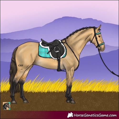 Horse Color:Buckskin Dun
