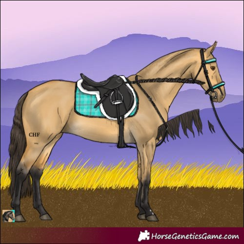 Horse Color:Buckskin Dun 