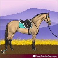 Horse Color:Buckskin Dun 
