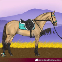Horse Color:Buckskin Dun 