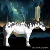 Horse Color:White Spotted Black Frame Appaloosa