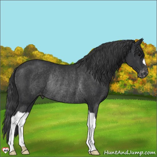 Horse Color:Black Appaloosa Rabicano 