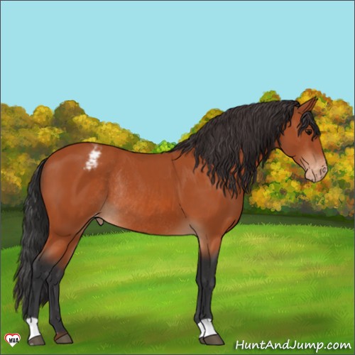 Horse Color:Bay Appaloosa Rabicano 