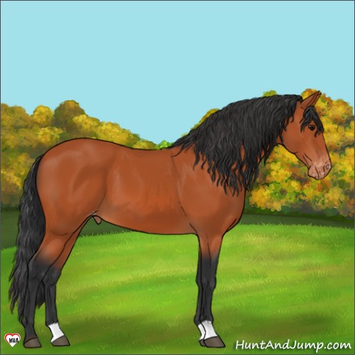 Horse Color:Bay Appaloosa 