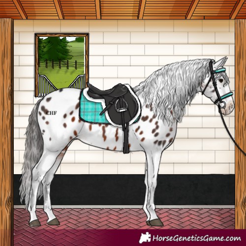 Horse Color:Brown Appaloosa Rabicano 