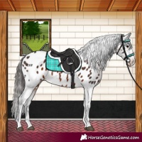 Horse Color:Brown Near Leopard Rabicano 