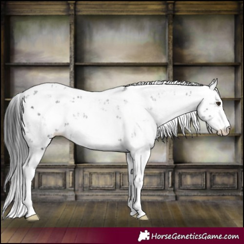 Horse Color:Liver Chestnut Sabino