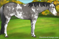 Horse Color:Grullo Sabino 