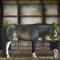 Horse Color:Brown Sabino 