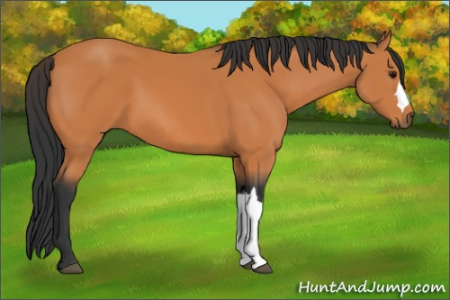 Horse Color:Bay 