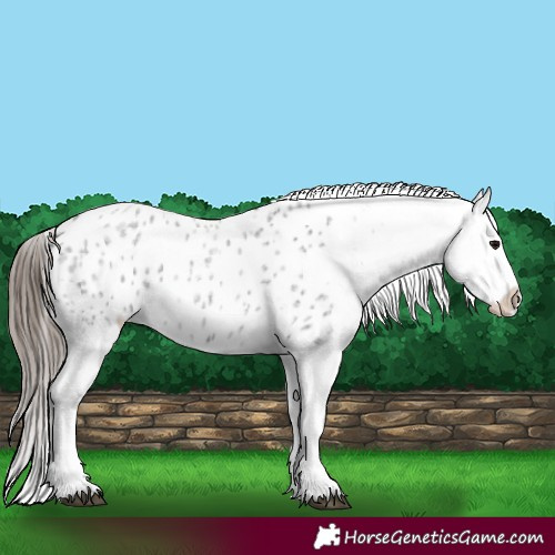 Horse Color:Blue Roan Appaloosa 