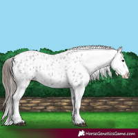 Horse Color:Blue Roan Appaloosa 