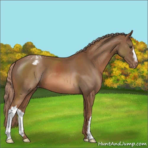 Horse Color:Chestnut Appaloosa 