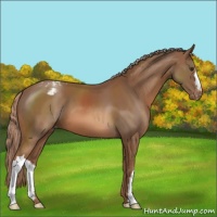 Horse Color:Chestnut Appaloosa 