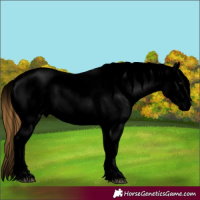 Horse Color:Void White Spotted Smoky Grullo Appaloosa 