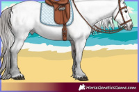 Horse Color:Gray Bay Roan Appaloosa 