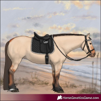 Horse Color:Bay Dun 