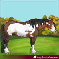 Horse Color:Bay Frame Rabicano 